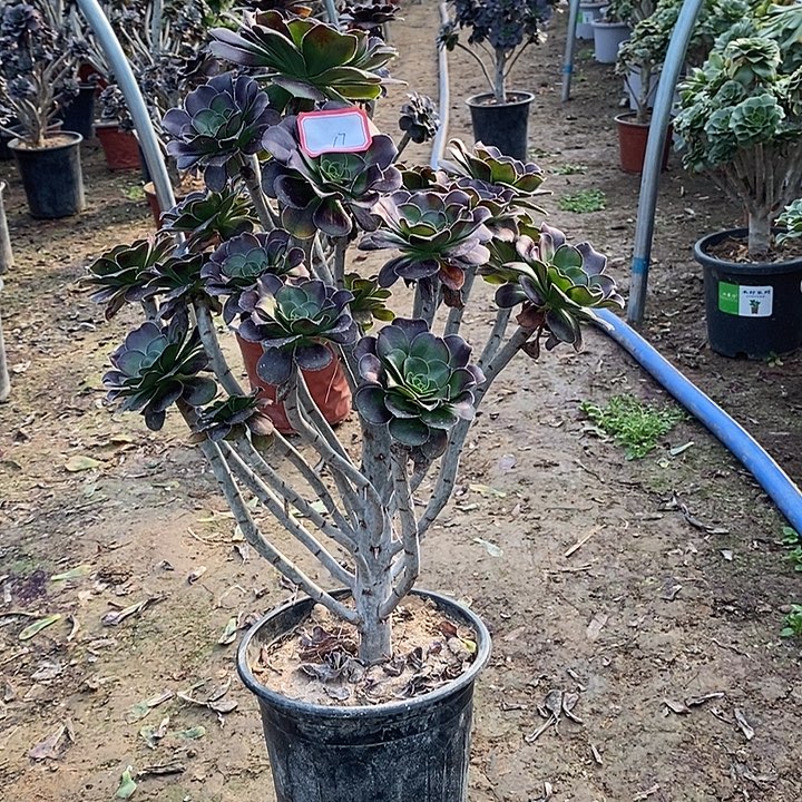 17，圆叶红酒杯多肉法师多肉