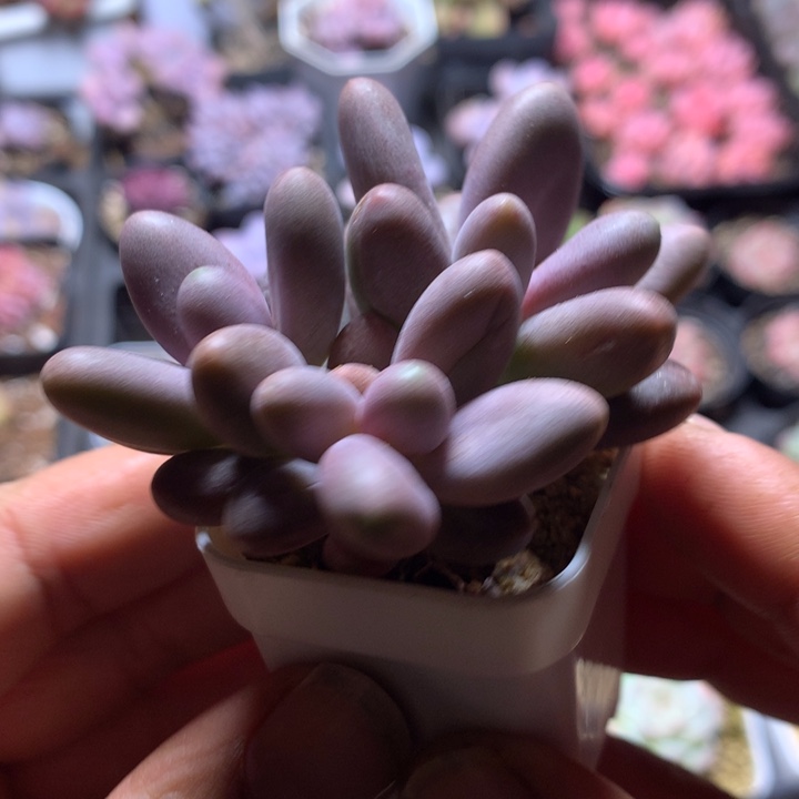 糖果奶多肉一物一拍