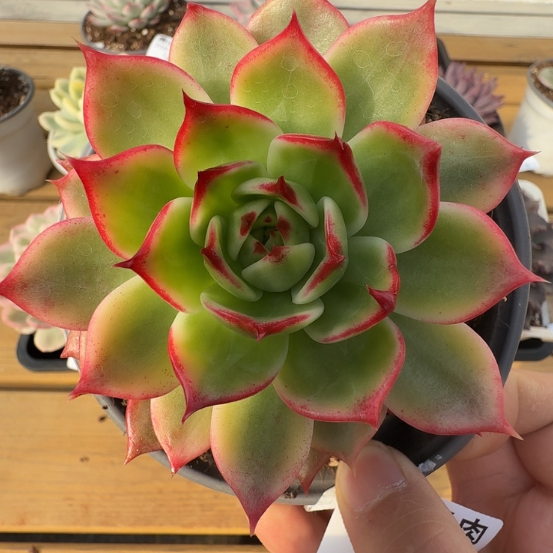 桃花锦1111127-158