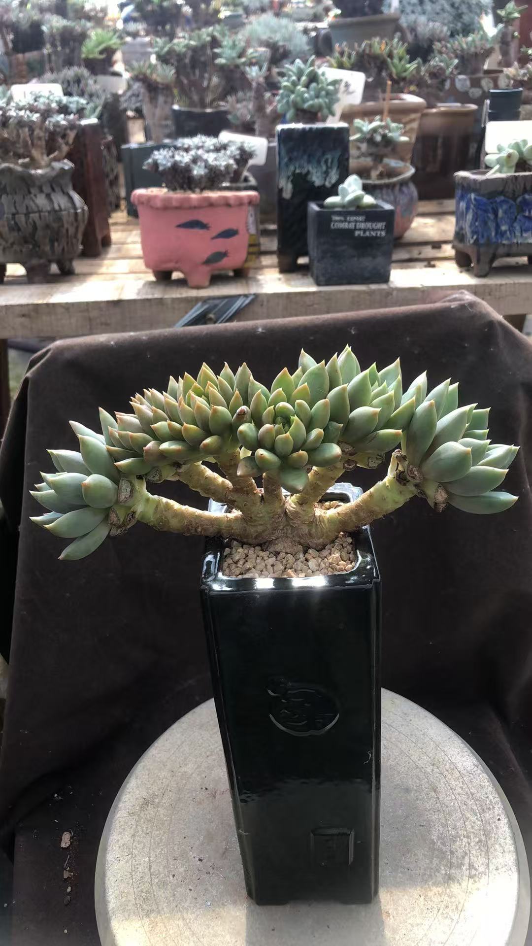 红象牙朵朵缀小树 一字马 多肉