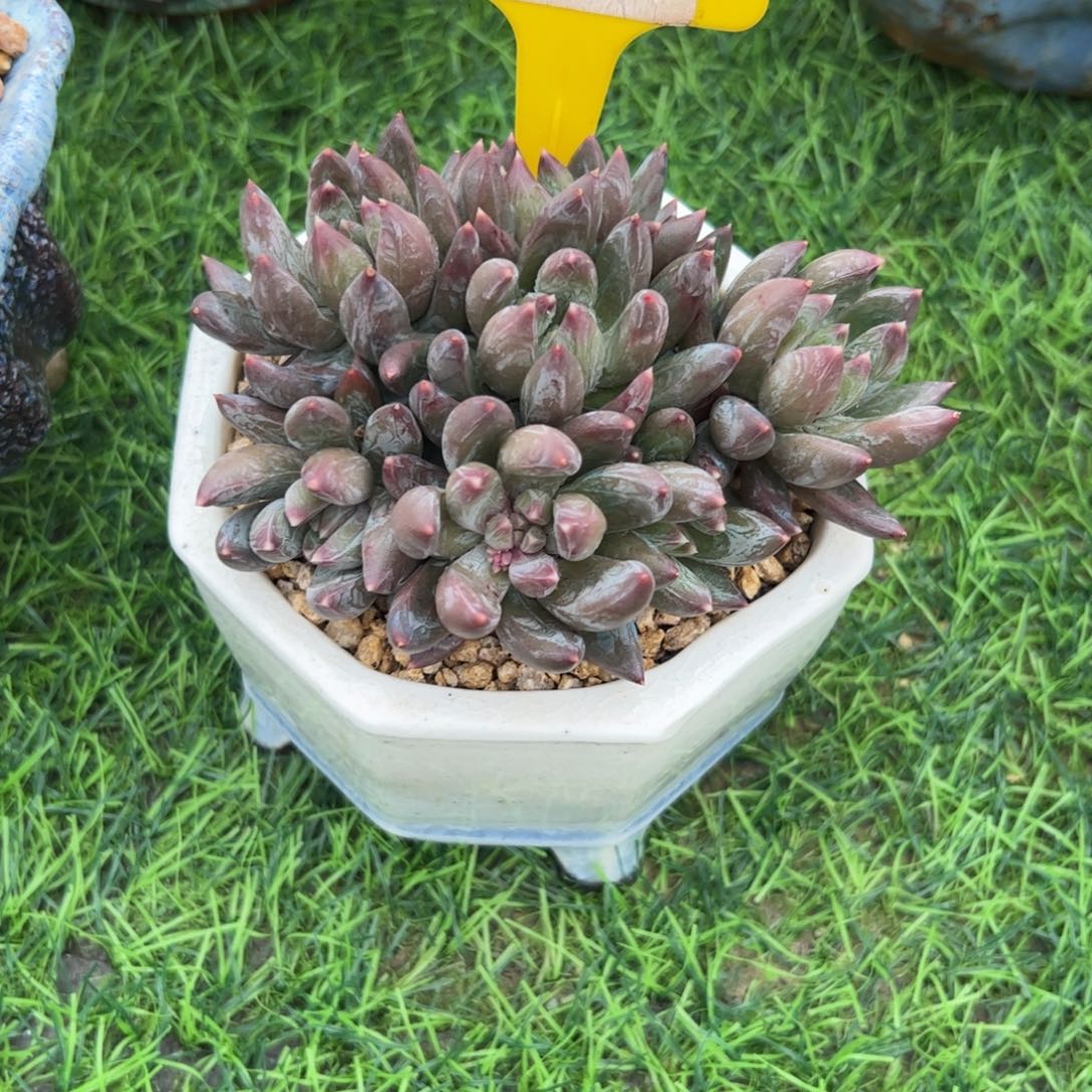 铭****n手捧花青花瓷96号