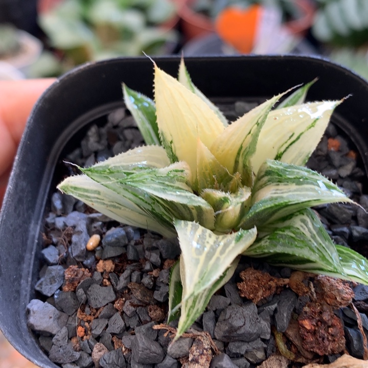 芭提雅寿锦，带盆发货