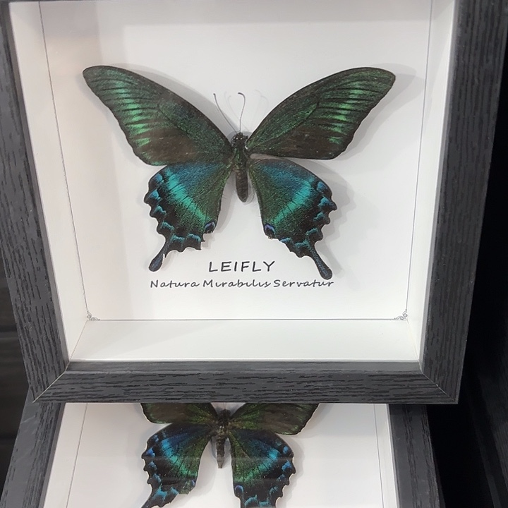 方框白底大绿带翠凤蝶