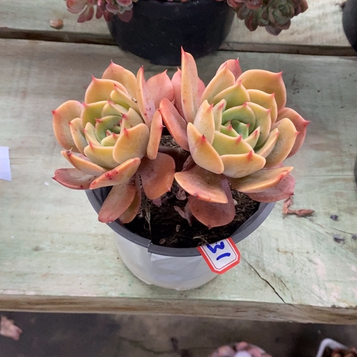 潇*妹一物一拍军旗131