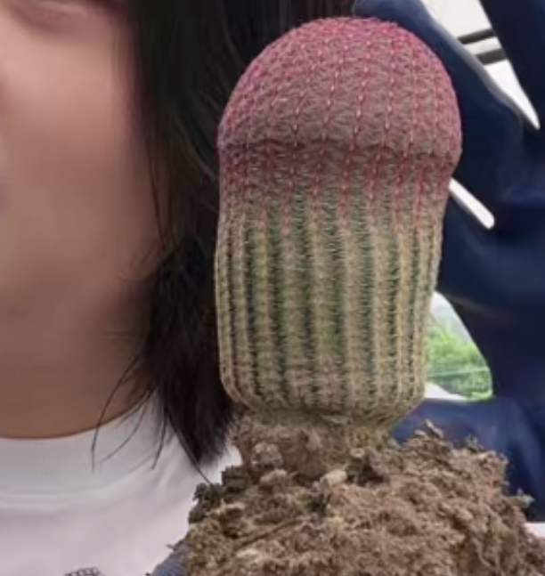 二妹园艺【 1颗 保红红太阳  实生根 】【高度保10公分】脱土随机发货