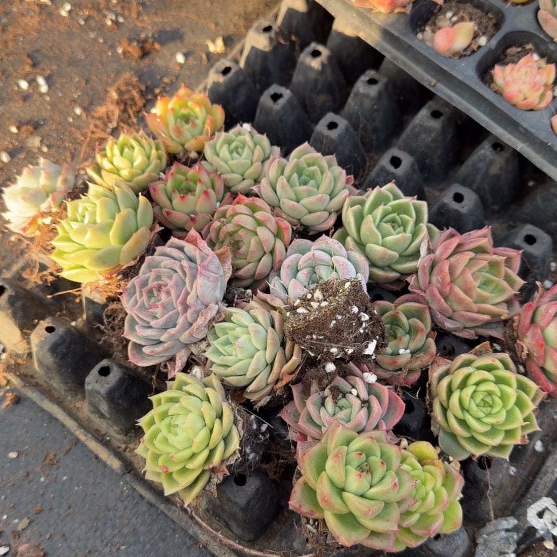 28-28麦秆满穴以上二十颗量拍发货左五