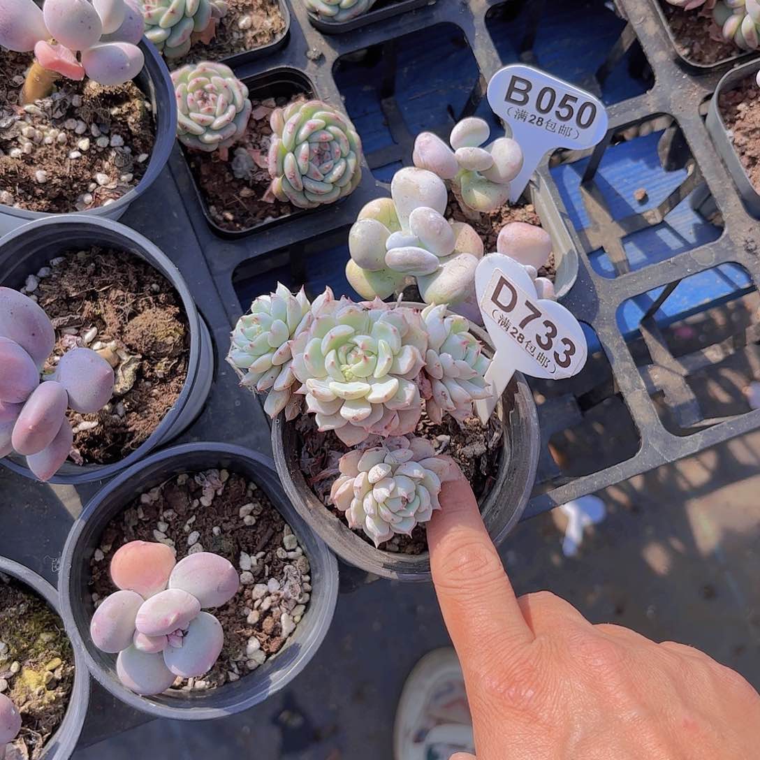 D733绿抓一物一拍