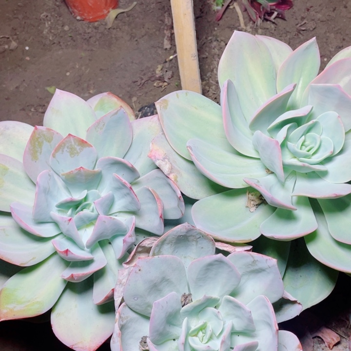 多肉白凤3个组合