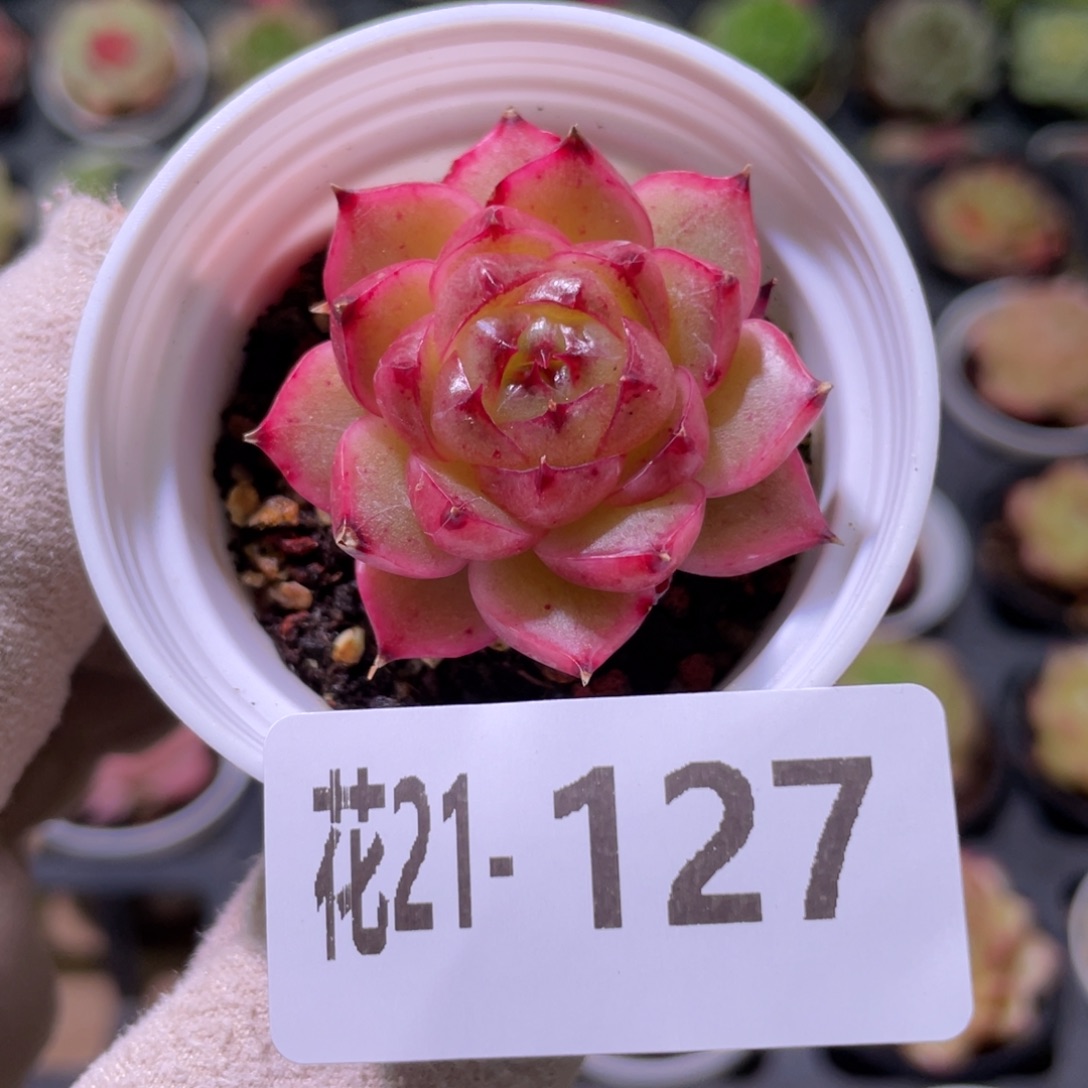 花利美21-127海王