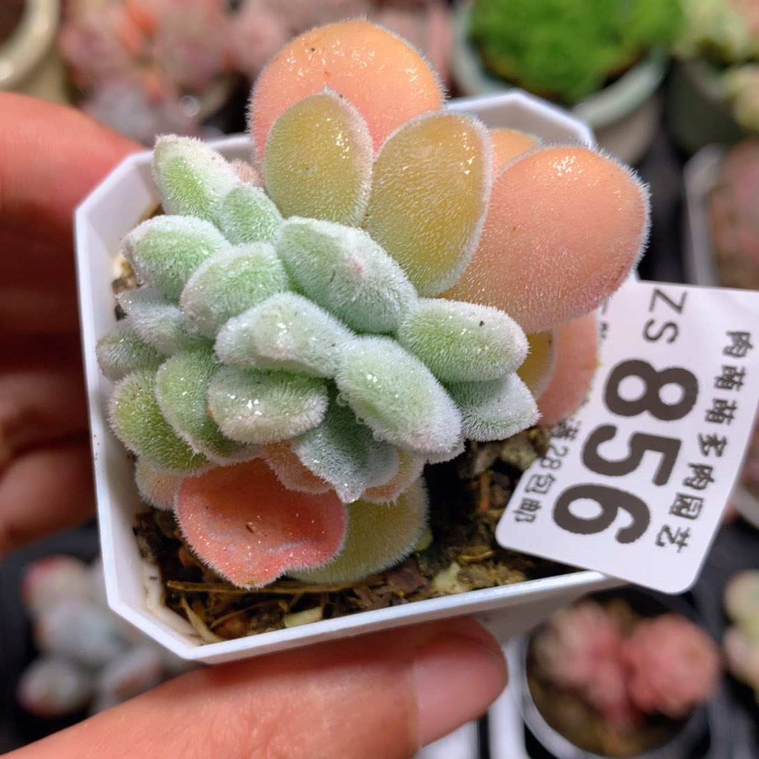 5CM拇指盆精控多肉ZS856