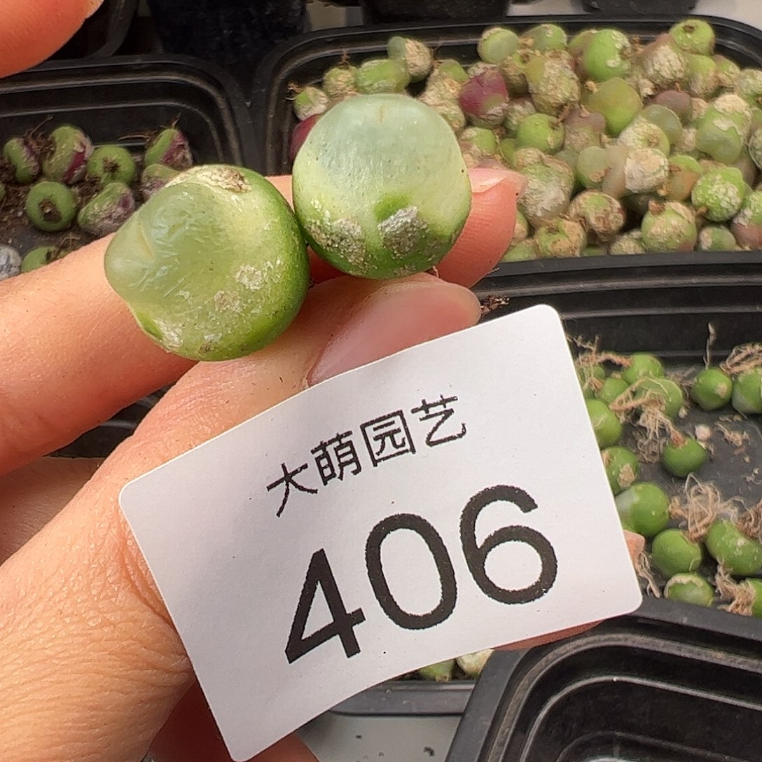 一物一拍             406