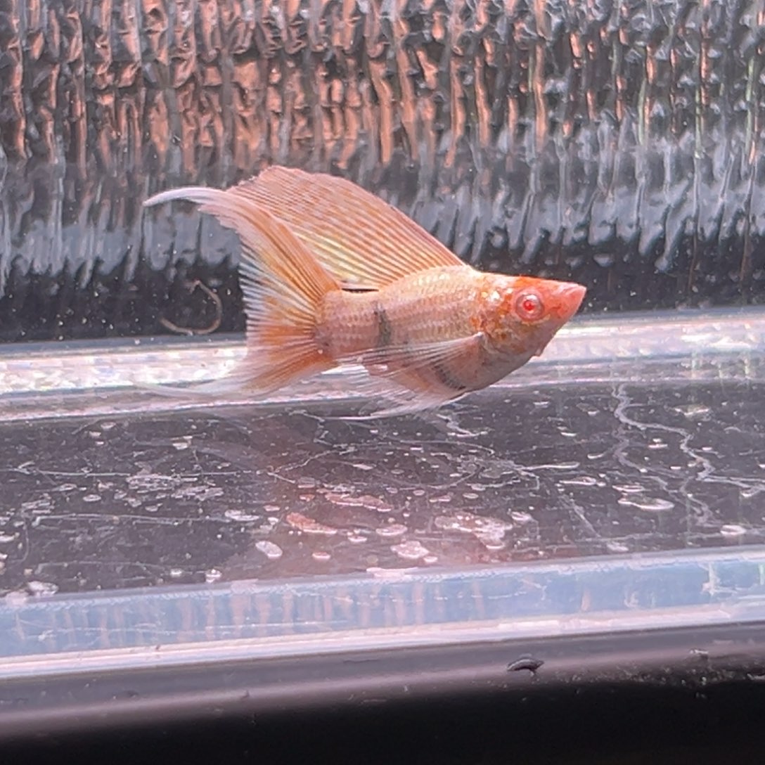 孔雀鱼玛丽鱼一条