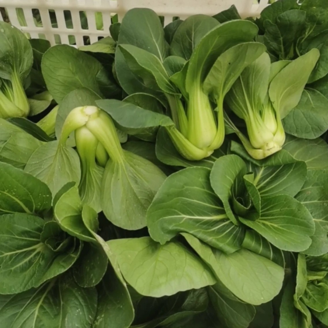 【专属活动专用】青菜3斤装新鲜农家自种蔬菜苏州青现摘现发（送大蒜几根）