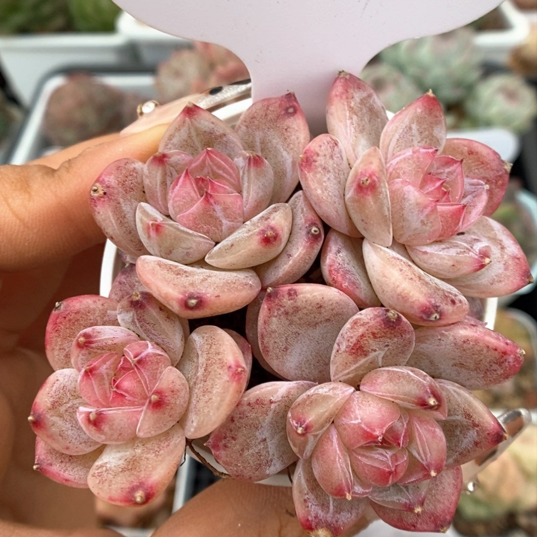 粉钻心珍妮群生可拍556号