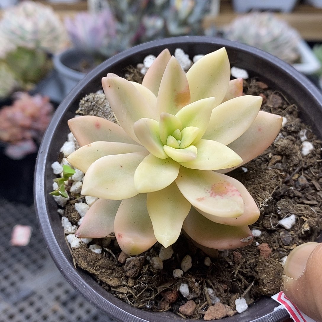 0412 芒果布丁覆轮锦
