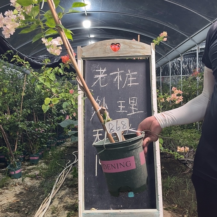 无花朵三角梅三角梅868