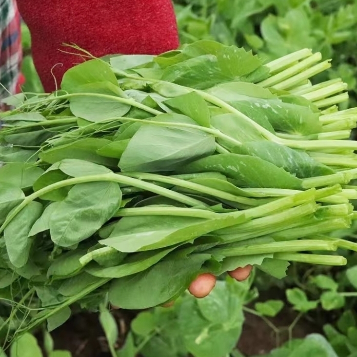 四川农家现摘新鲜豌豆尖应季蔬菜豌豆苗火锅食材豌豆尖