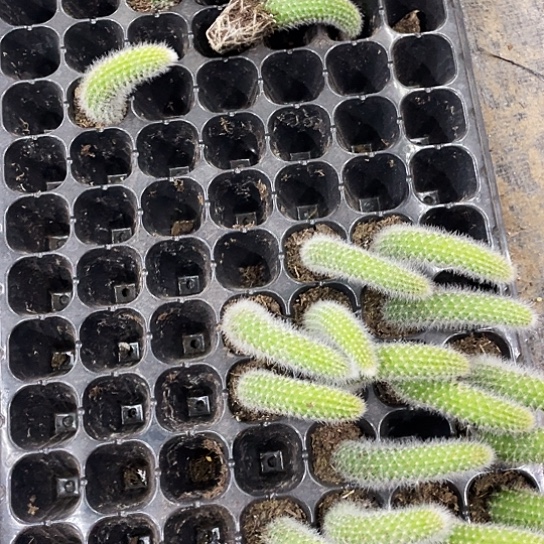 九尾狐扦插苗10棵