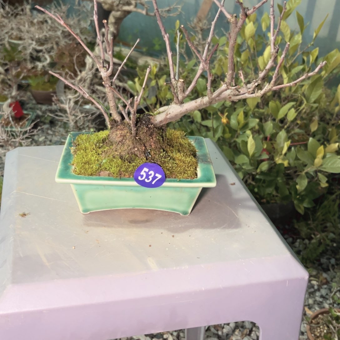 红陶道**安红红火火过大年537