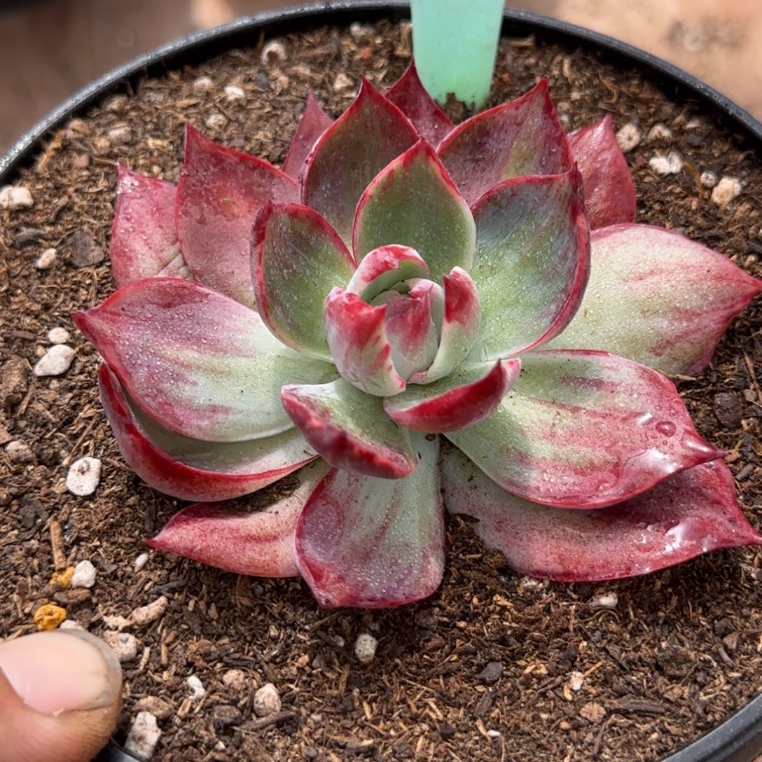 惊鸿一物一拍包装收缩花旱904