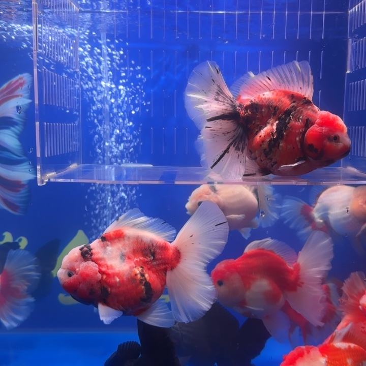 大***°金鱼金鱼小娇泰狮金鱼1条