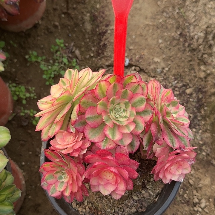 4-109倾城多肉法师