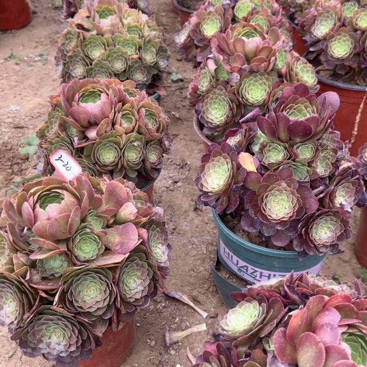 3-20万圣节小亮牌6.6一个多肉植物