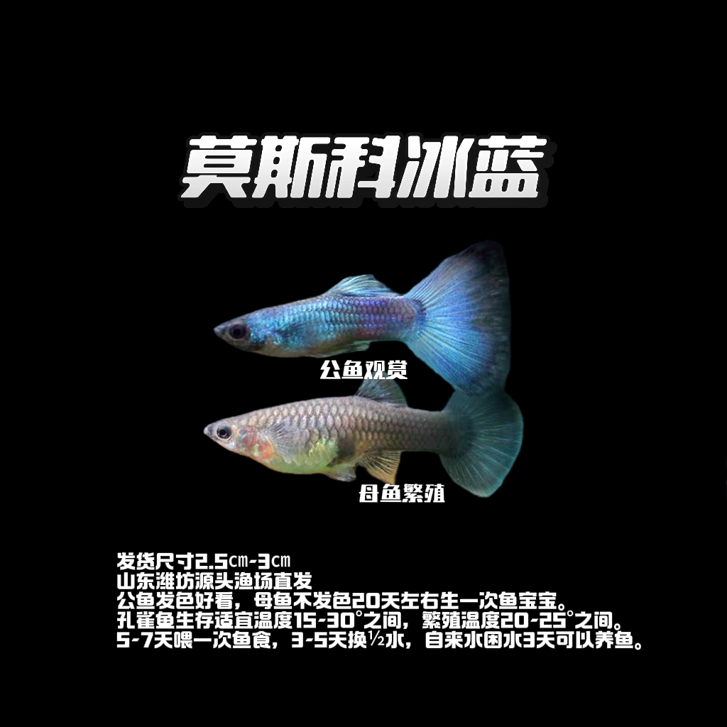 【莫斯科冰蓝】3cm纯种精品孔雀鱼公发色观赏 母无色繁殖小型淡水鱼