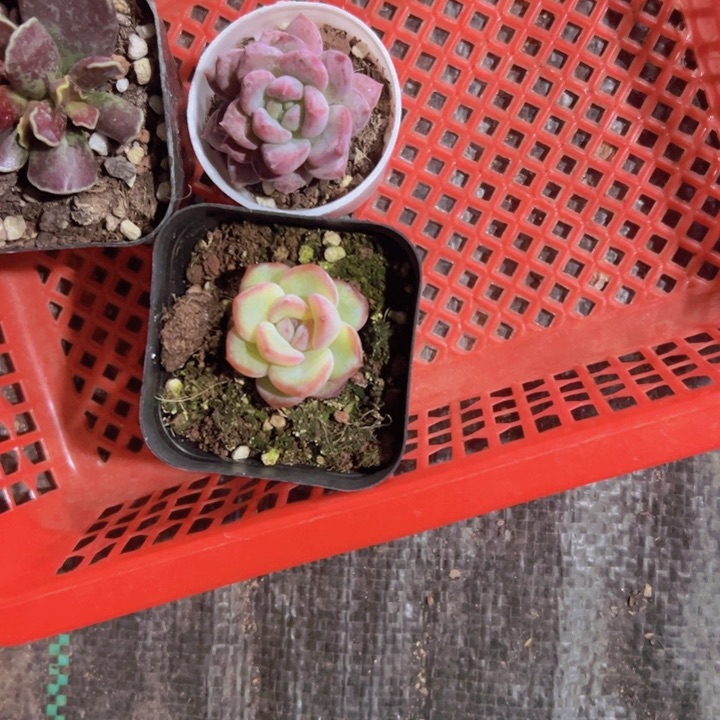 小*专拍多肉植物大战