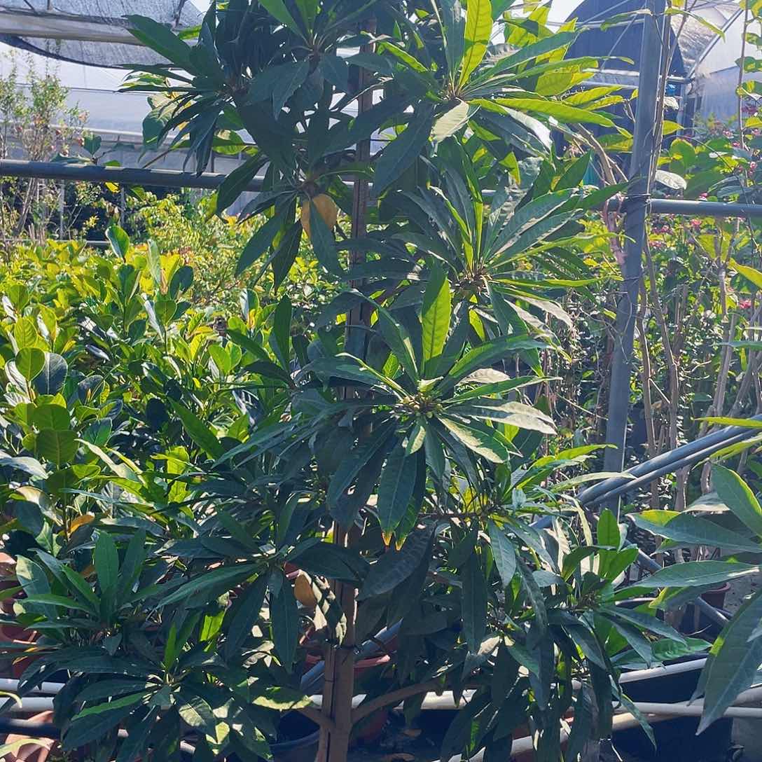 完全开放大*贝1111111111111111111111