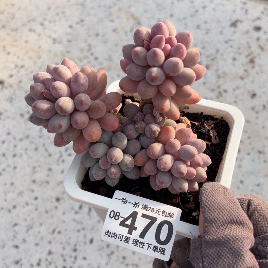 婴儿手指多肉多肉多肉多肉