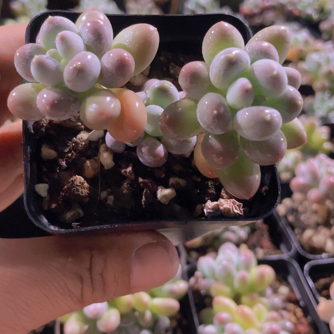 L***S多肉植物多肉植物