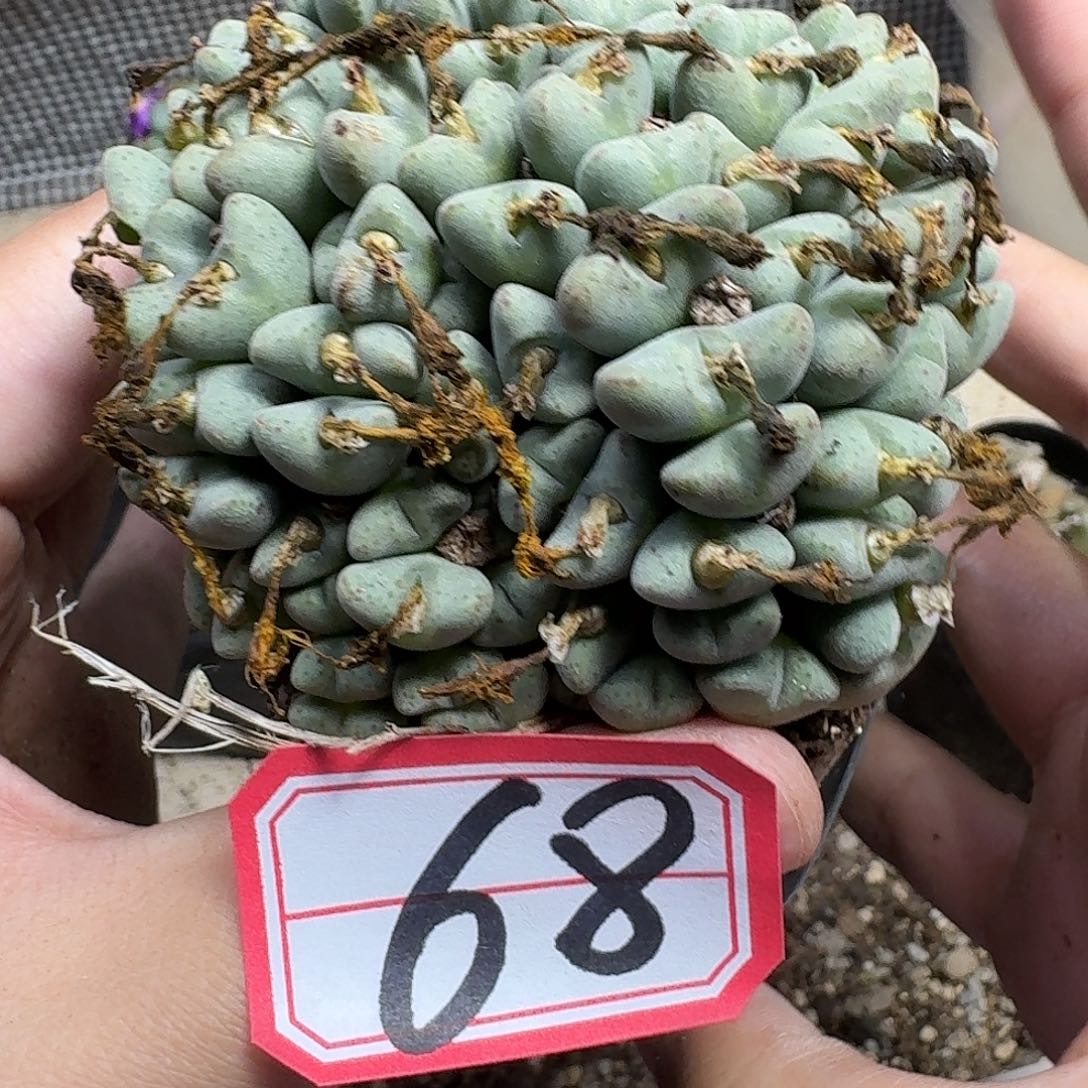 多肉植物的人啊fvbh