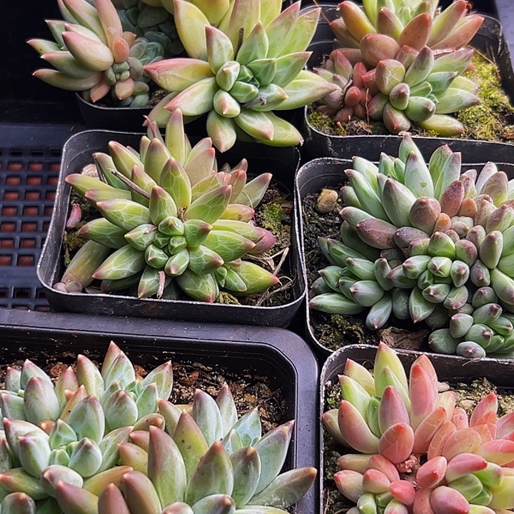美人系多肉植物一物一拍