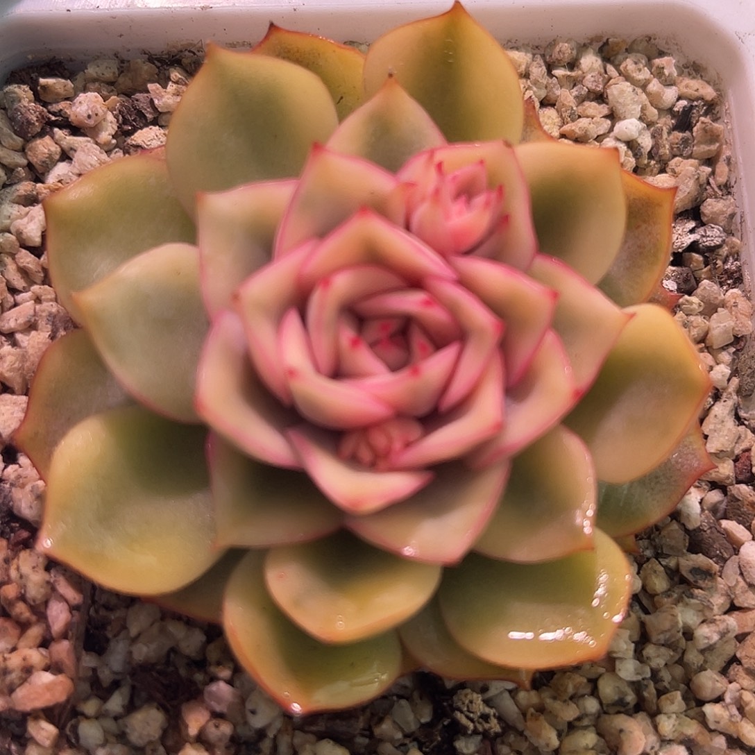 尚品园艺福利锦艾格利亚