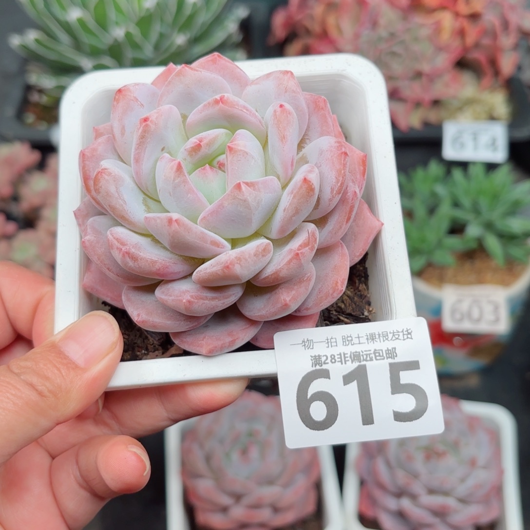 橙梦露无盆土发货