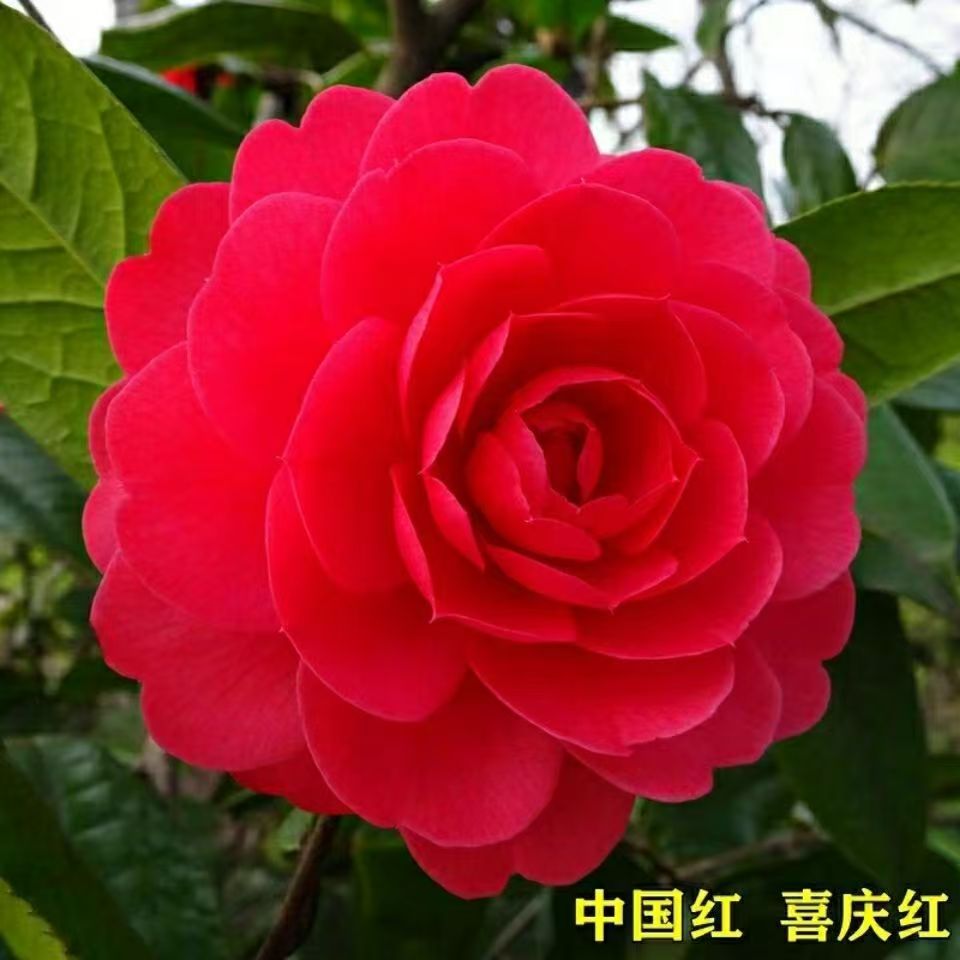 【70cm-90cm】带花苞发货红色茶花四季红茶花期长花量大jf