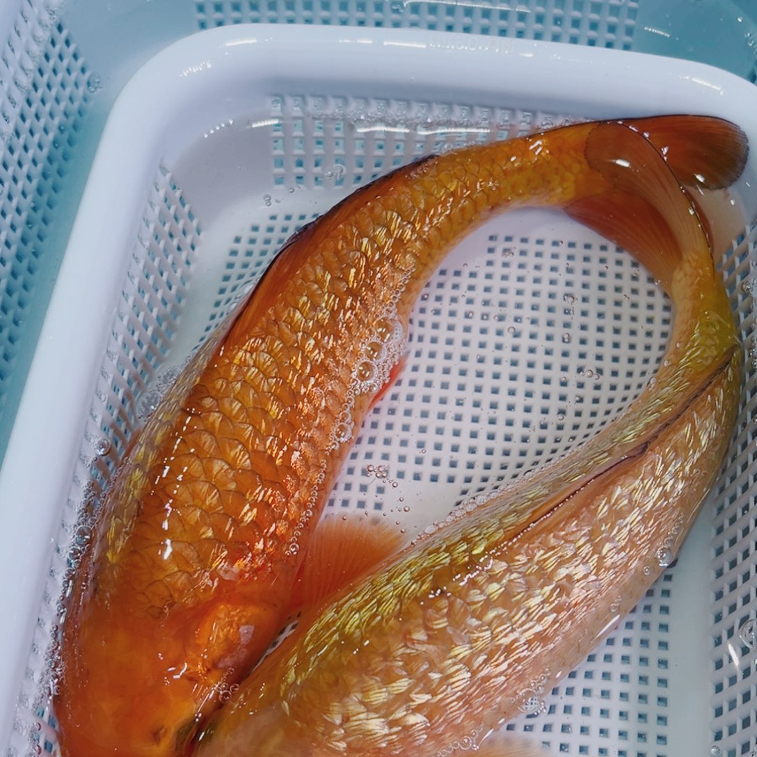 锦鲤锦鲤冷水鱼观赏