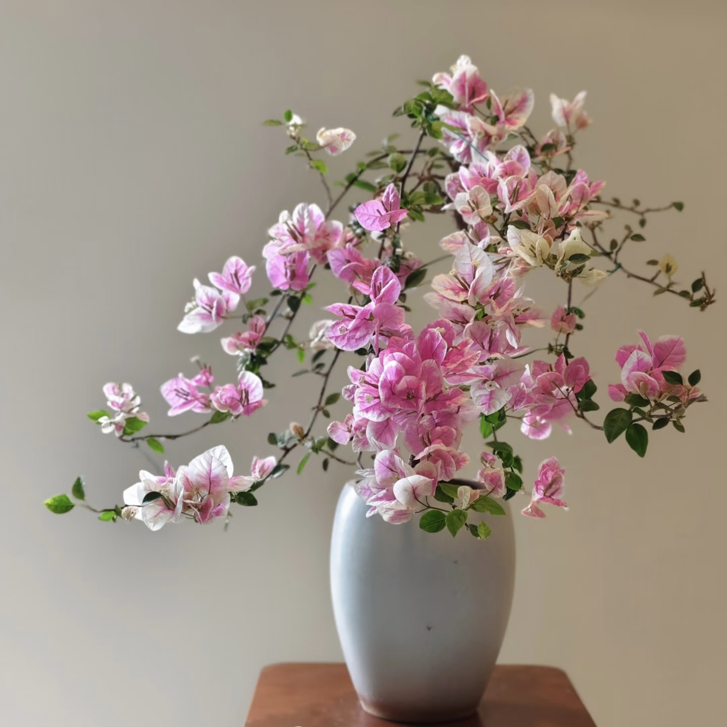 【漳红樱】三角梅 花卉盆栽绿植可飘窗爬藤垂吊新手小白好养