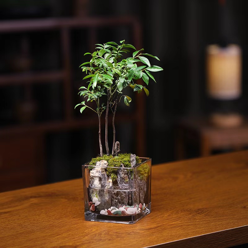 小叶紫檀-室内桌面绿植景观青龙石造景室内绿植盆栽室内桌面景观