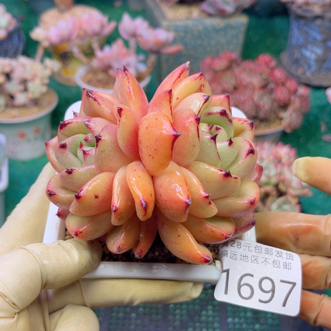 大1697；h s g d h x b b b