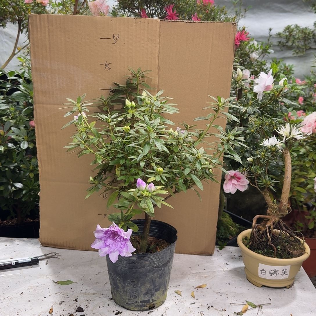 董***新完全开放岸牡丹杜鹃花