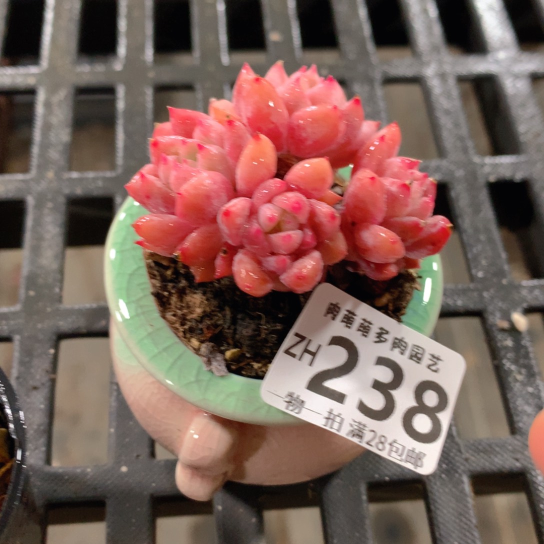 肉萌萌拇指盆精控多肉ZH238