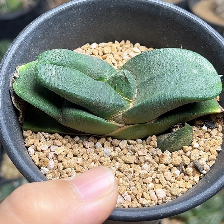 卧牛一颗一物一拍