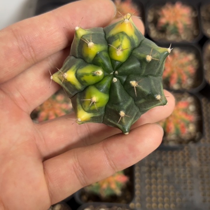 进口泰球籽播实生脱土发货