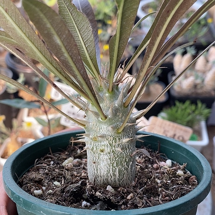 196惠比大黑带盆一一一一