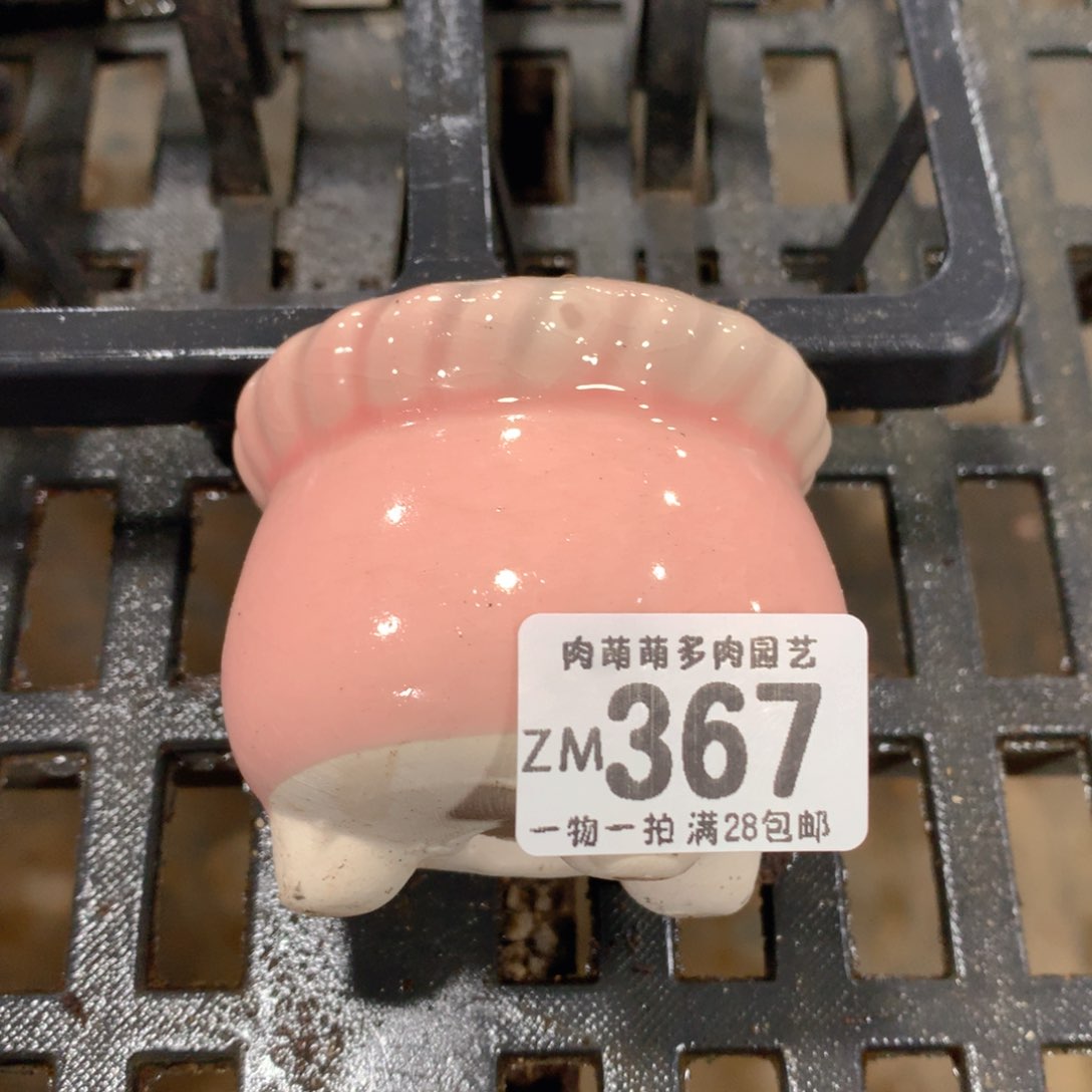 肉萌萌精控多肉 5cm盆量拍 粉盆367