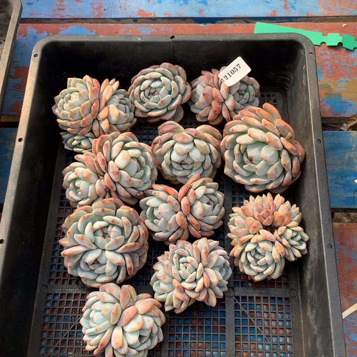 121057一起11个嗯嗯嗯嗯嗯嗯加油