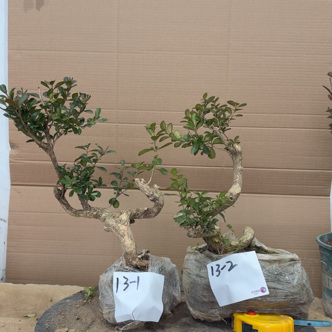 完全开放瓜子黄杨13