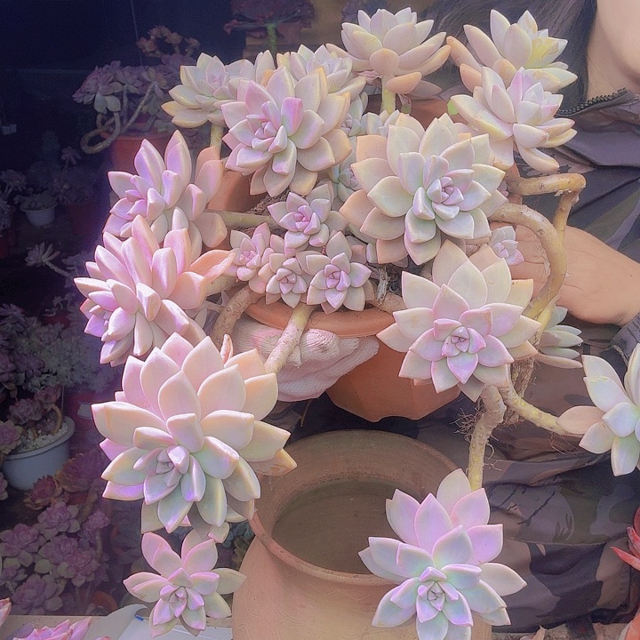 妙***贝飘枝淡雪多肉植物一物一拍